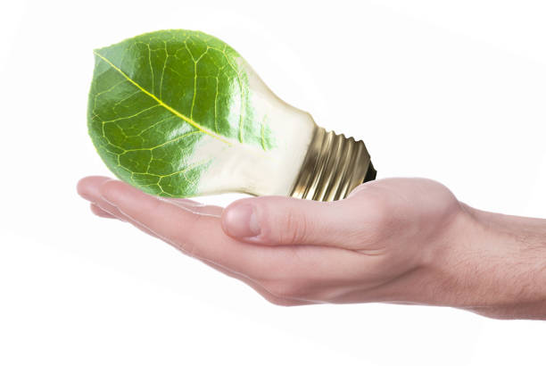 a hand holding a light bulb with a bulb shaped leaf on white background
